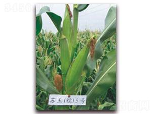 �K��Ŵ5̖-Ŵ���׷N��-�к̷N�I(y��)