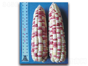 �K��Ŵ11̖-Ŵ���׷N��-�к̷N�I(y��)