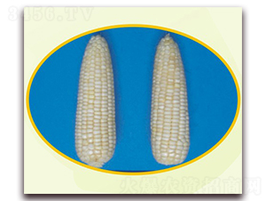 �K��Ŵ13̖-Ŵ���׷N��-�к̷N�I(y��)