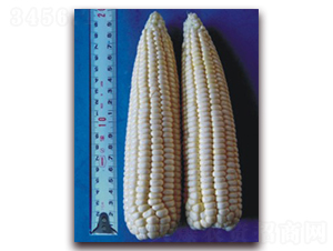 �K��Ŵ14̖-Ŵ���׷N��-�к̷N�I(y��)