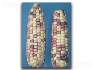 �K��Ŵ18̖-Ŵ���׷N��-�к̷N�I(y��)