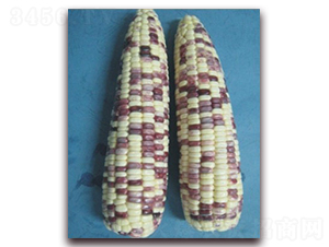 �K��Ŵ901̖-Ŵ���׷N��-�к̷N�I(y��)