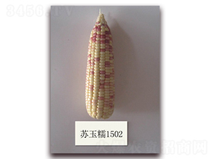 �K��Ŵ1502̖-Ŵ���׷N��-�к̷N�I(y��)