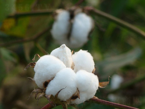 ���s��15̖(h��o)-�޻��N��-�к̷N�I(y��)