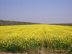 �؃�(y��u)7̖-�Ͳ˷N��-�к̷N�I(y��)