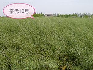 �؃�(y��u)10̖-�Ͳ˷N��-�к̷N�I(y��)