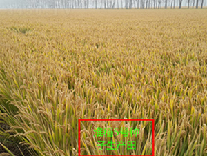 ����5̖(h��o)-ˮ���N��-�к̷N�I(y��)