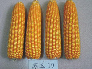 �K��19̖(h��o)-���׷N��-�к̷N�I(y��)