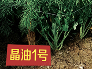 ����1̖-�Ͳ˷N��-��һ�N�I(y��)