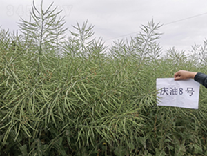 �c��8̖-�Ͳ˷N��-��һ�N�I(y��)