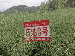 �c��3̖-�Ͳ˷N��-��һ�N�I(y��)