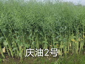 �c��2̖-�Ͳ˷N��-��һ�N�I(y��)