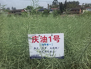 �c��1̖-�Ͳ˷N��-��һ�N�I(y��)