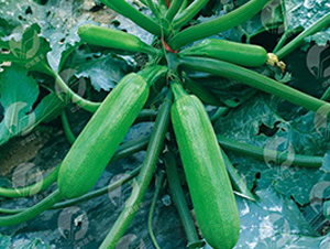 �Є�(chu��ng)����-�����J�N��-�Є�(chu��ng)���S