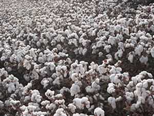 �����66̖(h��o)-�޻��N��-�����r(n��ng)�I(y��)