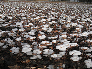 �����66̖(h��o)-�޻��N��-�����r(n��ng)�I(y��)