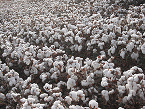 �����67̖(h��o)-�޻��N��-�����r(n��ng)�I(y��)