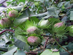 �A��2̖(h��o)-�޻��N��-�����r(n��ng)�I(y��)