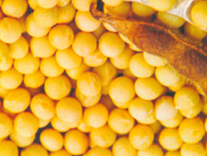 ����5̖-�󶹷N��-����N�I(y��)