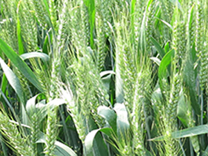 ����7030-С���N��-����N�I(y��)