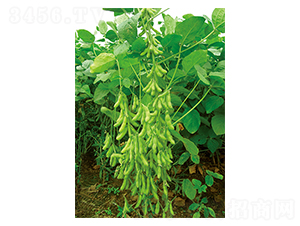 ƽ����̖-�󶹷N��-ƽ�S�N�I(y��)