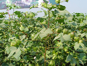 �~�s411-�޻��N��-���r(n��ng)�l(f��)