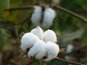 ���s��9̖-�޻��N��-���r(n��ng)�l(f��)