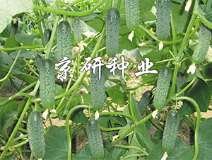 ������n��-�S�ϷN��-����