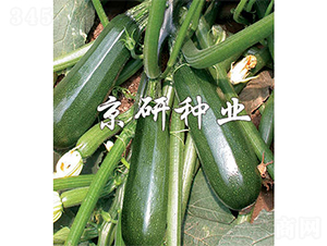 ����2̖(h��o)-�����J�N��-����