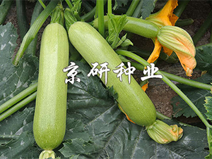 ����7̖(h��o)-�����J�N��-����