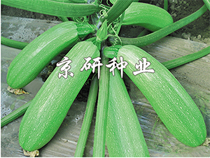 ���22̖(h��o)-�����J�N��-����