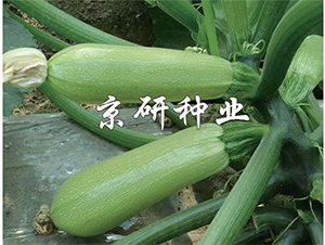 ����293-�����J�N��-����