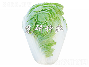 ����19-�ײ˷N��-����