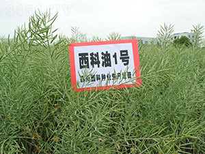 ������1̖-�Ͳ˷N��-�����r(n��ng)�I(y��)