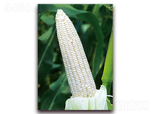 ��Ŵ8̖(h��o)-Ŵ���׷N��-���r(n��ng)��