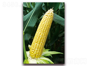 �S��Ŵ6̖(h��o)-��Ŵ���׷N��-���r(n��ng)��