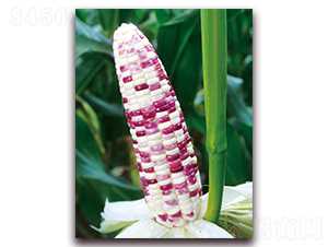 ����Ŵ617-��Ŵ���׷N��-���r(n��ng)��