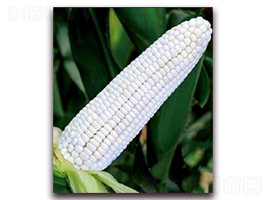 ��Ŵ1813-��Ŵ���׷N��-���r(n��ng)��