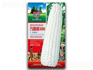 �f��Ŵ3000-Ŵ���׷N��-�����_(d��)