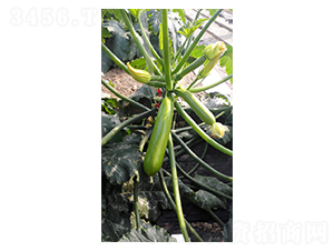 �G��808-�����J�N��-����r(n��ng)�I(y��)