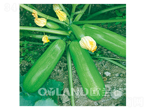 �W��8801-�����J�N��-�W�m��