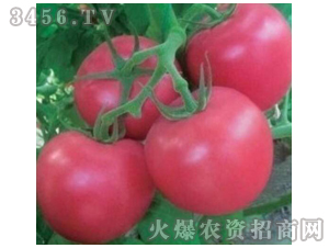 ���t���N��-����W�W-�M��t��