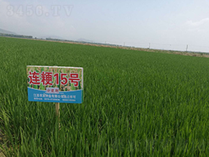 �B��15̖(h��o)�����Y�ڣ�-С���N��-�r(n��ng)�l(f��)�N�I(y��)