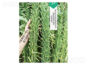 ����֥һ̖(h��o)֥��N���L(zh��ng)��(sh��)