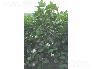 ������1̖-�޻��N��-���S�r(n��ng)�I(y��)