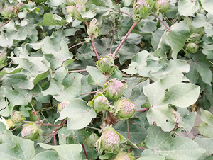 ���s��20̖-�޻��N��-���S�r(n��ng)�I(y��)