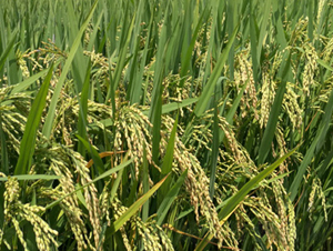 ��Ƀ�(y��u)39-ˮ���N��-���S�r(n��ng)�I(y��)