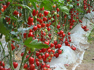 ����8-���ҷ��ѷN��-�r(n��ng)֮��(r��n)