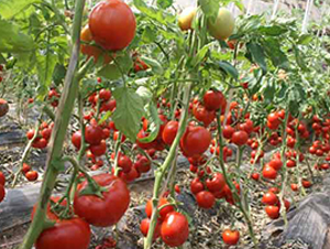 ����6-���ӷ��ѷN��-�r(n��ng)֮��(r��n)