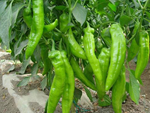 �ꝙ(r��n)6-�����N��-�r(n��ng)֮��(r��n)